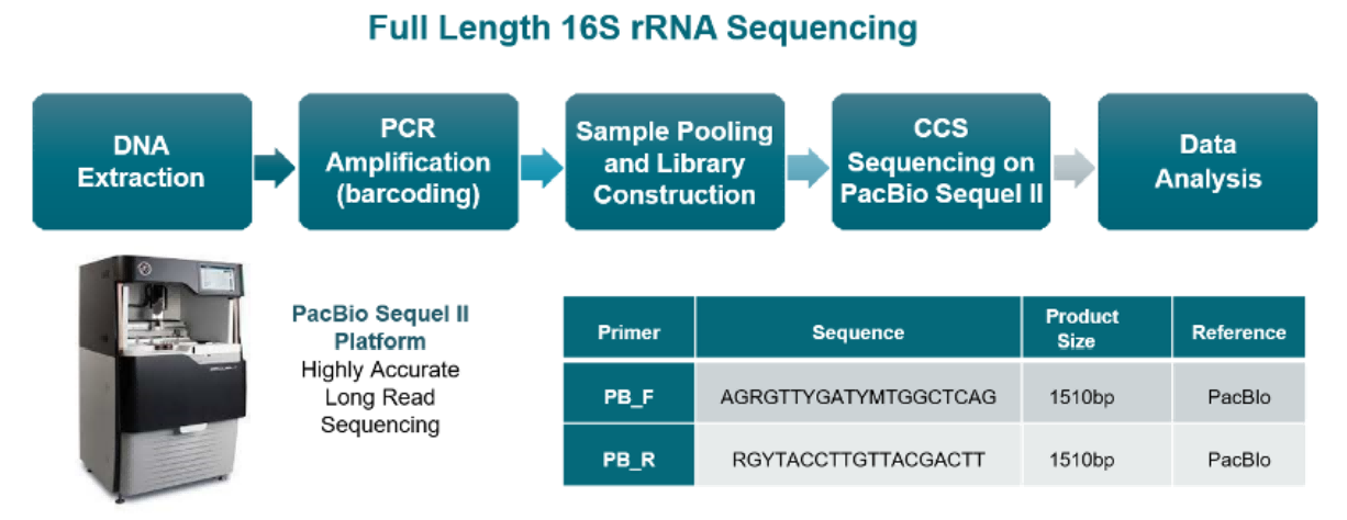 微生物全长16S | Full-length 16S Analysis -- PacBio Hifi Reads