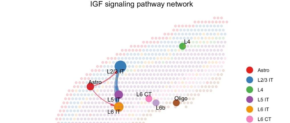 空间转录组细胞通讯分析：CellChat v2（Nature Protocols，IF: 16.0/Q1）