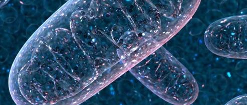 Nat. Commun. | 跨物种线粒体靶向序列的生成式设计