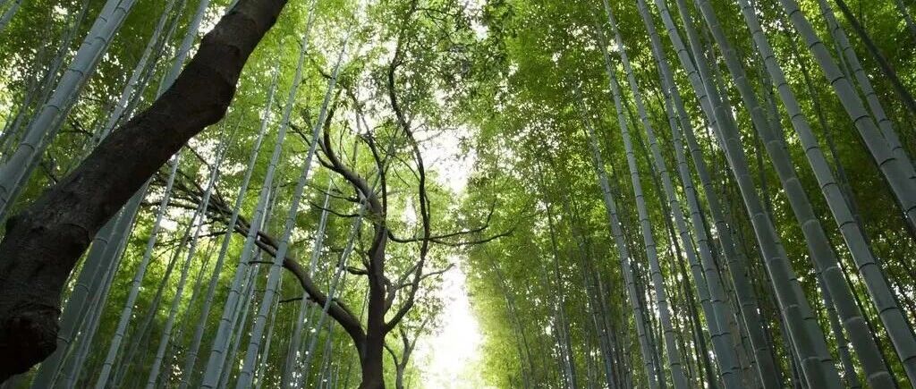 2026智能体测试：从验证到共生的范式跃迁