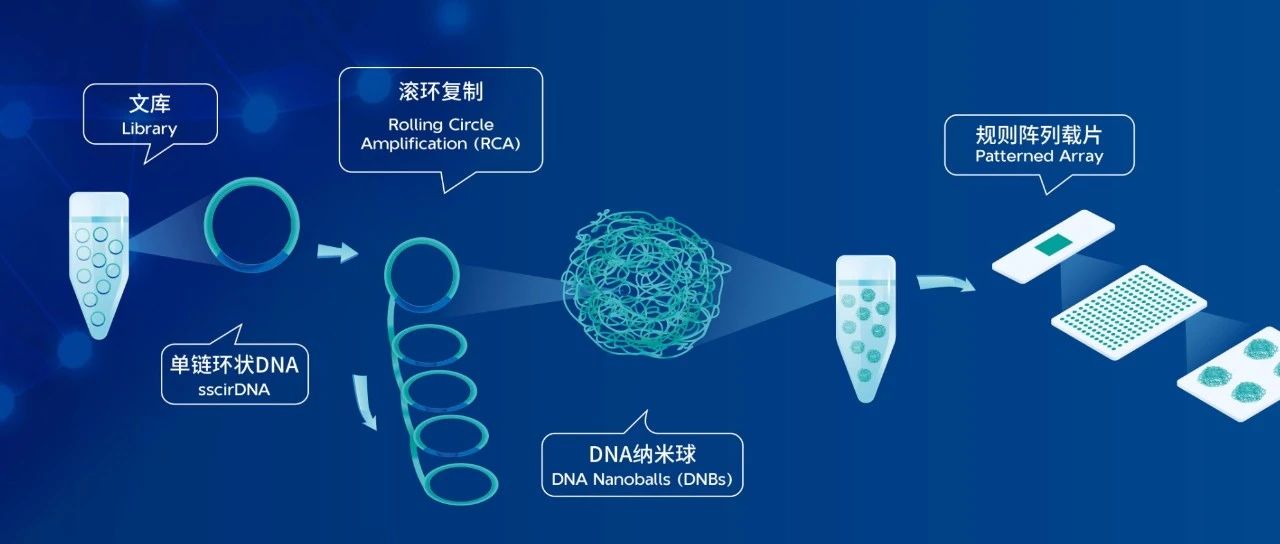DNBC4tools—华大DNBelab系列单细胞分析pipeline