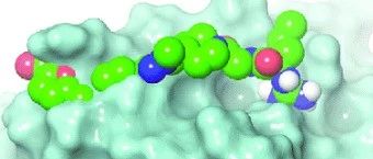 Nat. Commun. | 知识蒸馏与双线性注意力网络：精准预测分子与蛋白质互作用