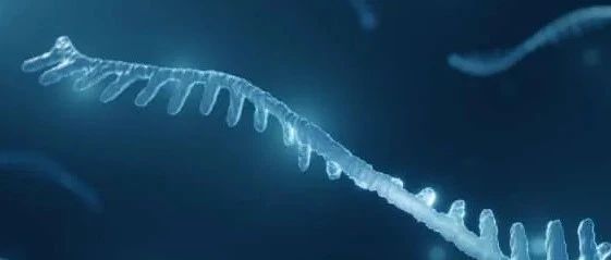 Nat. Commun. | 准确理解RNA翻译，RiboTIE直接处理核糖体信号