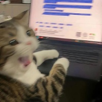 作者头像