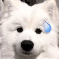 作者头像