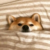 作者头像
