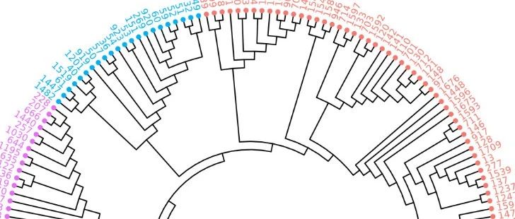 群体遗传三剑客第三篇：megacc和ggtree进化树分析