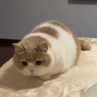 作者头像
