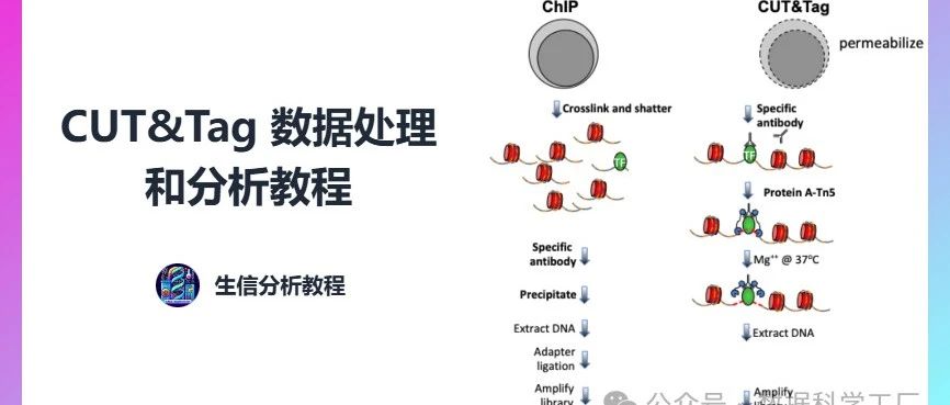 CUT&Tag 数据处理和分析教程（1）