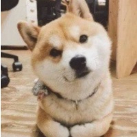 作者头像