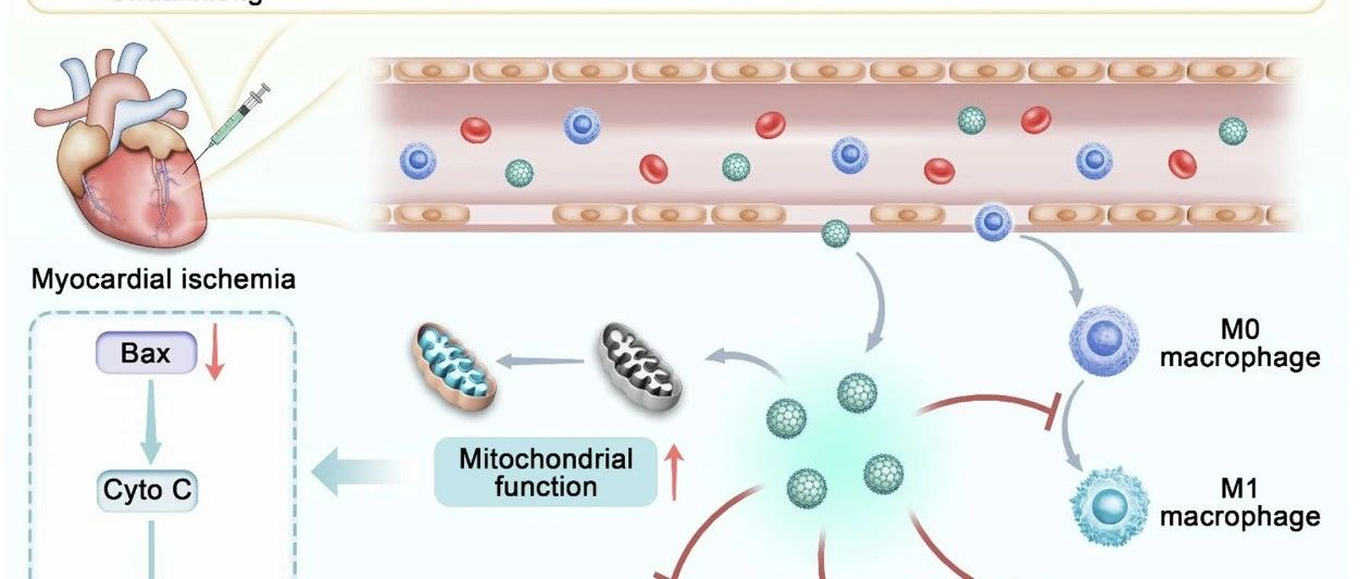 🤩 Journal Club | 川芎来源碳点缓解心肌再灌注损伤的硬核机制！~
