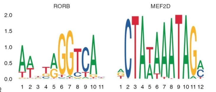 scATAC-seq分析之Signac Motif富集分析