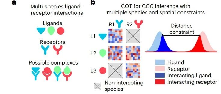 空间转录组细胞通讯分析：COMMOT（Nature Methods，IF: 36.1）