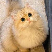 作者头像