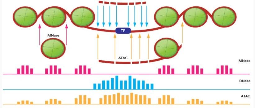 在R语言中的 ATACseq 数据分析全流程实战（一）