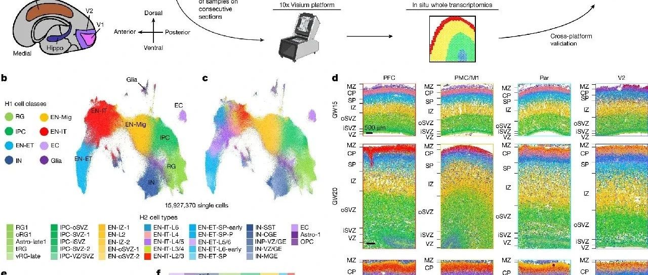 Nature | 5月14日新发表：空间转录组文章复现（三）