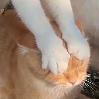 作者头像