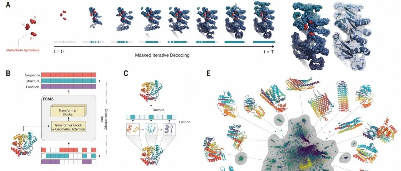 Science | 蛋白质的语言、结构与功能：ESM3 的方法逻辑、实验验证与局限