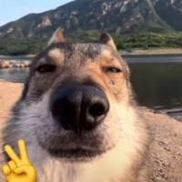 作者头像