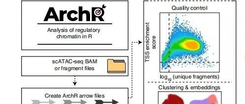 大佬William J. Greenleaf团队开发的scATAC-seq分析软件：ArchR（二）