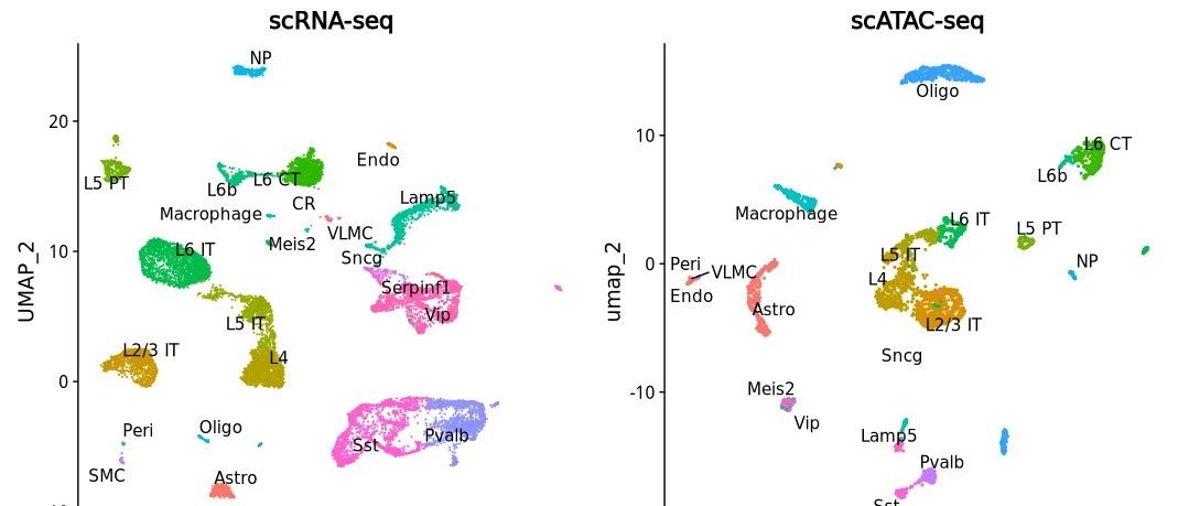 一个成年小鼠大脑的scATAC-seq：Signac