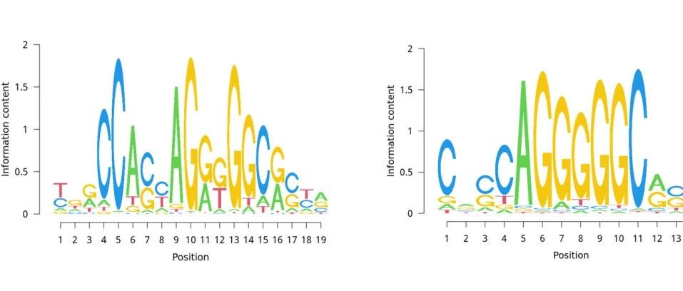 在R语言中的 ATACseq 数据分析全流程实战（七）：Motif分析