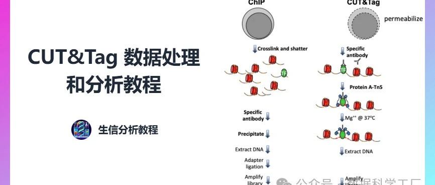 CUT&amp;Tag 数据处理和分析教程（4）