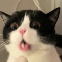 作者头像