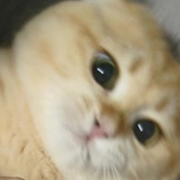 作者头像