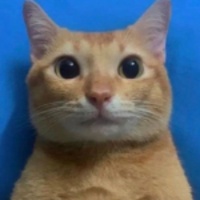 作者头像