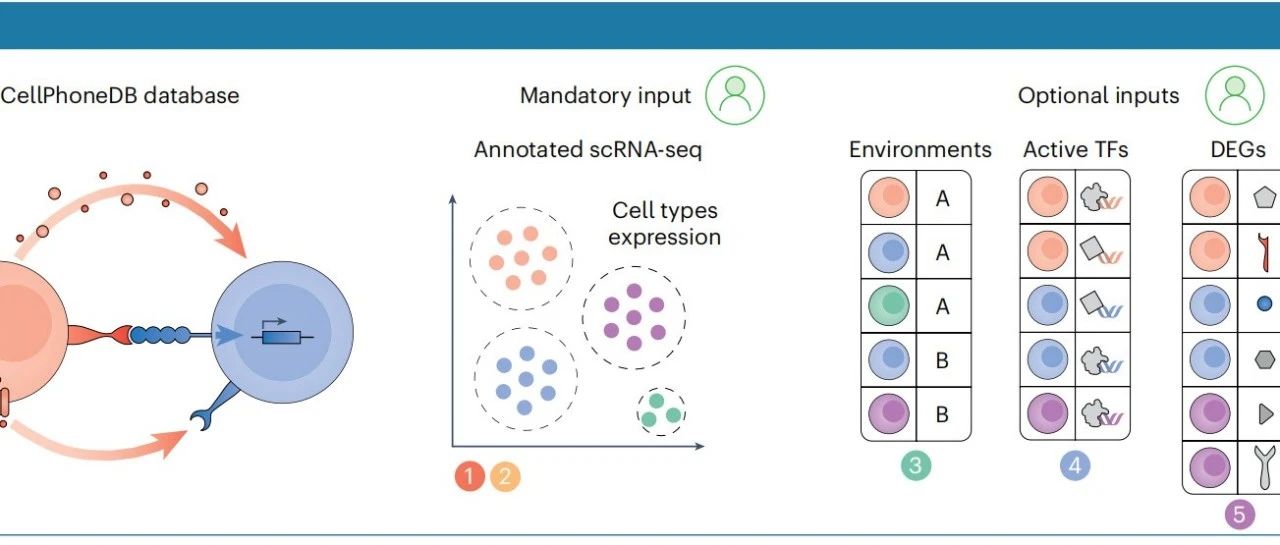 一眨眼CellphoneDB都更新到v5啦：2025年3月25号发表在Nature Protocols(IF=13.1)