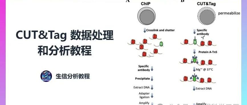 CUT&amp;Tag 分析教程 | 完结撒花