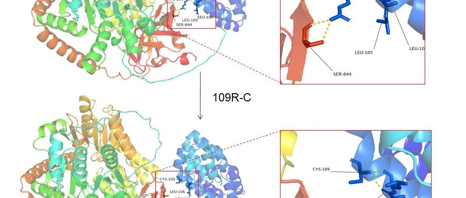 【分子生物学】单基因遗传突变造成的蛋白质三级结构变化-从NCBI到swissmodel到pymol实操