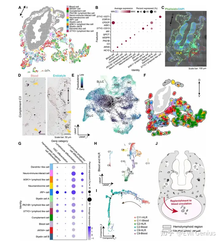 The HLR provides a lymphoid- like niche for blood/immune cell lineages