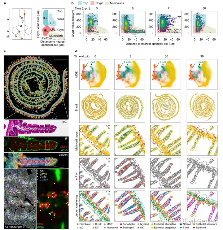  Xenium-based spatial transcriptomics