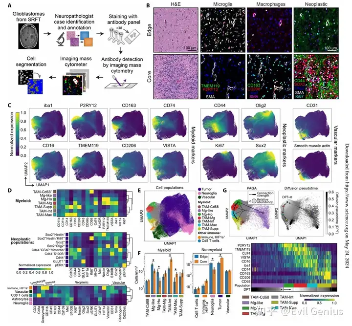 Characterization of cell populations present in the GBM TME using IMC