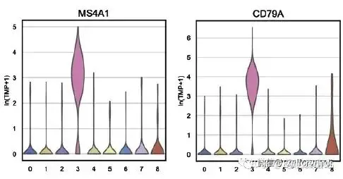 图2 MS4A1, CD79A在不同细胞群中的表达