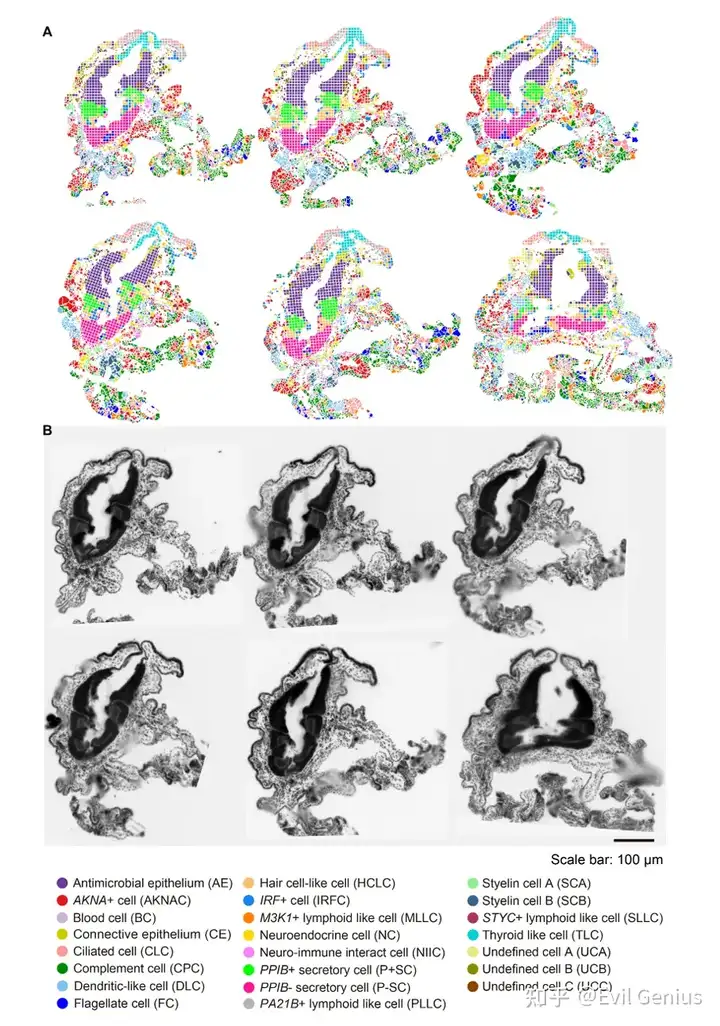 Cell population distribution and morphology correspondence in six sections of the endostyle cell atlas