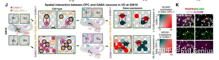 时空转录组图谱揭示了人类大脑发育的区域特征（Stereo-seq）