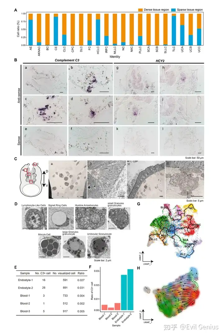 The HLR cell population and trajectory information