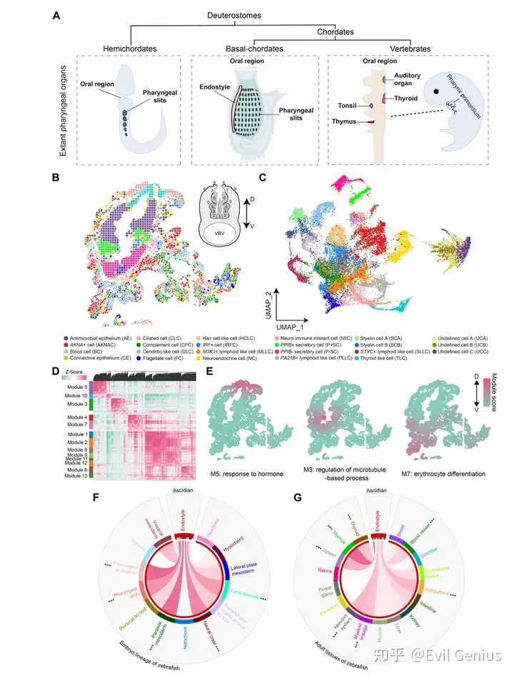 Cell atlas construction for the endostyle of the adult basal chordate