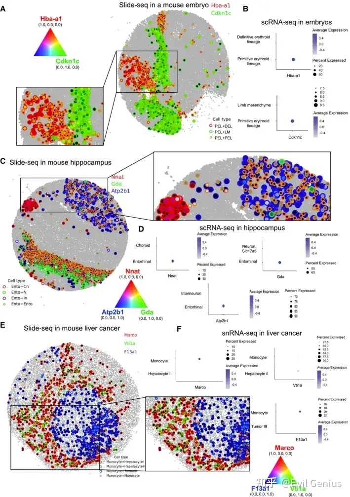 Niche-specific gene expression in Slide-seq