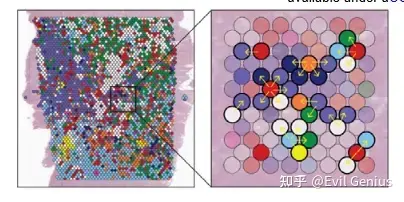 空间转录组数据分析之空间邻域特征评分