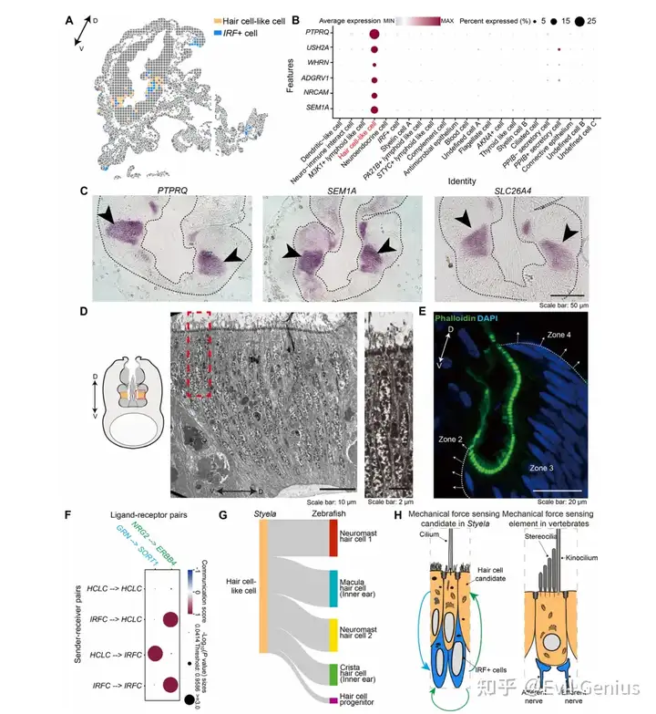 The HCLC cluster defined in zone 3 has transcriptomic similarity with the acoustico- lateralis system