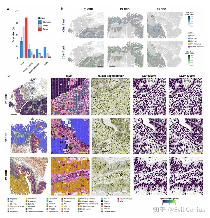 Spatial localization of T cells in the tumor microenvironment