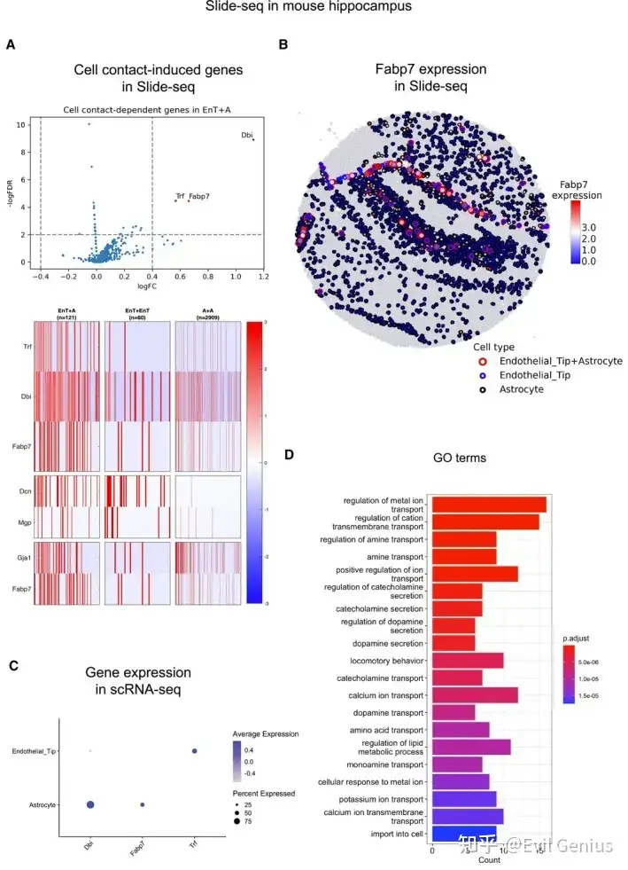 Neighbor dependent-genes identified by CellNeighborEX in mouse hippocampus Slide-seq data.