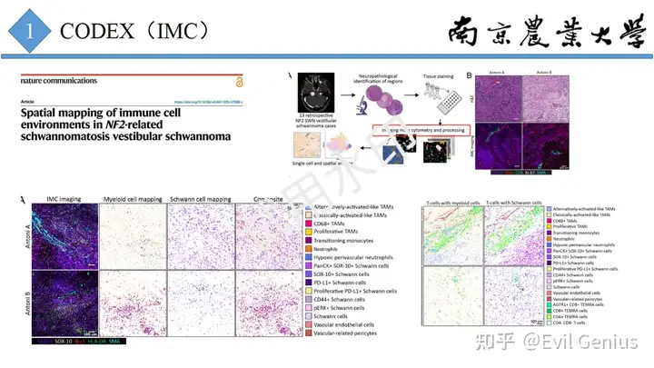 第26课PPT--CODEX(IMC、mIHC)基础分析梳理-腾讯云开发者社区-腾讯云