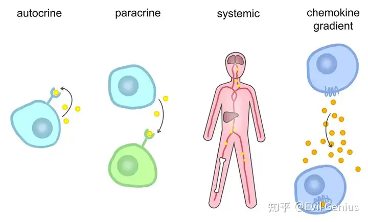 知识扩展--细胞因子在癌症中的作用