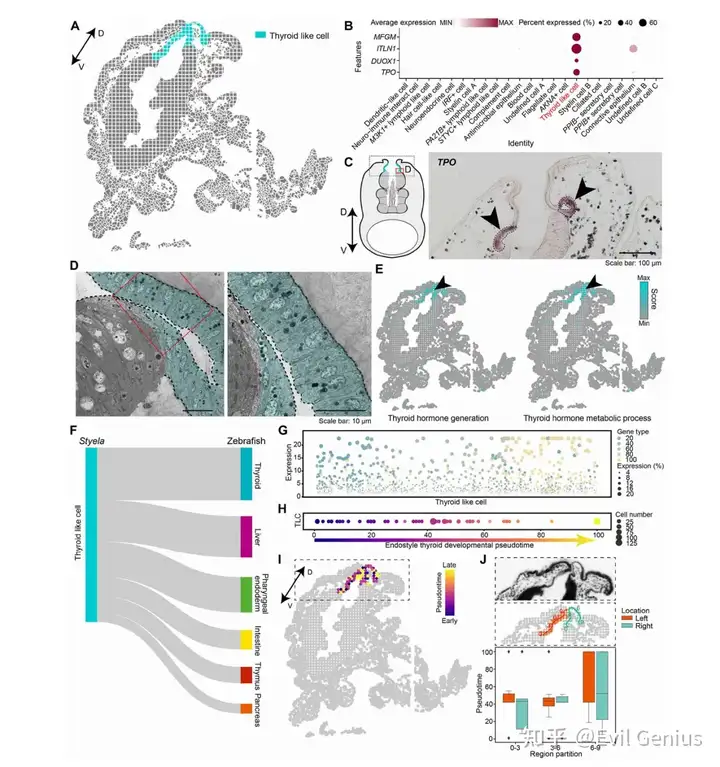 Homologous cell cluster to the thyroid gland in the endostyle cell atlas