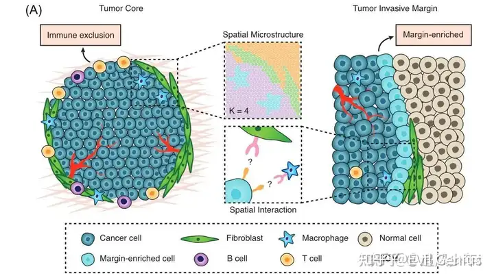 内容扩展（xenium、Atera）--依据空间微环境区分细胞亚群的核心生物学意义
